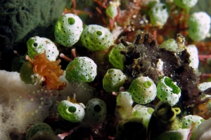 Atriolum robustum