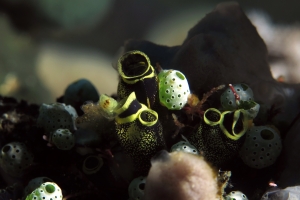 Clavelina robusta, Atriolum robustum
