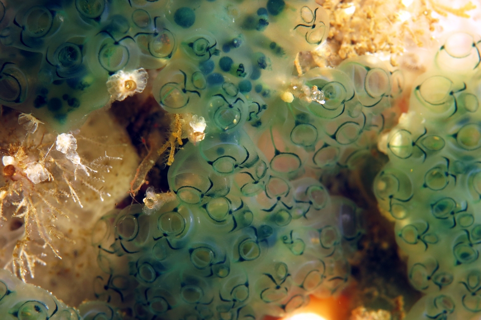 Sigillina signifera