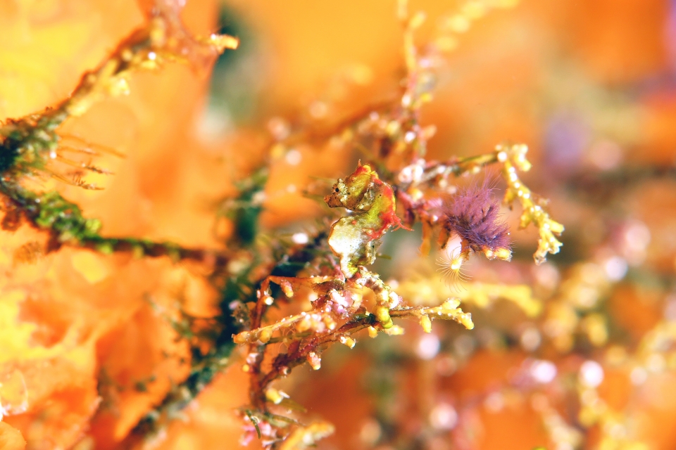 Hippocampus pontohi