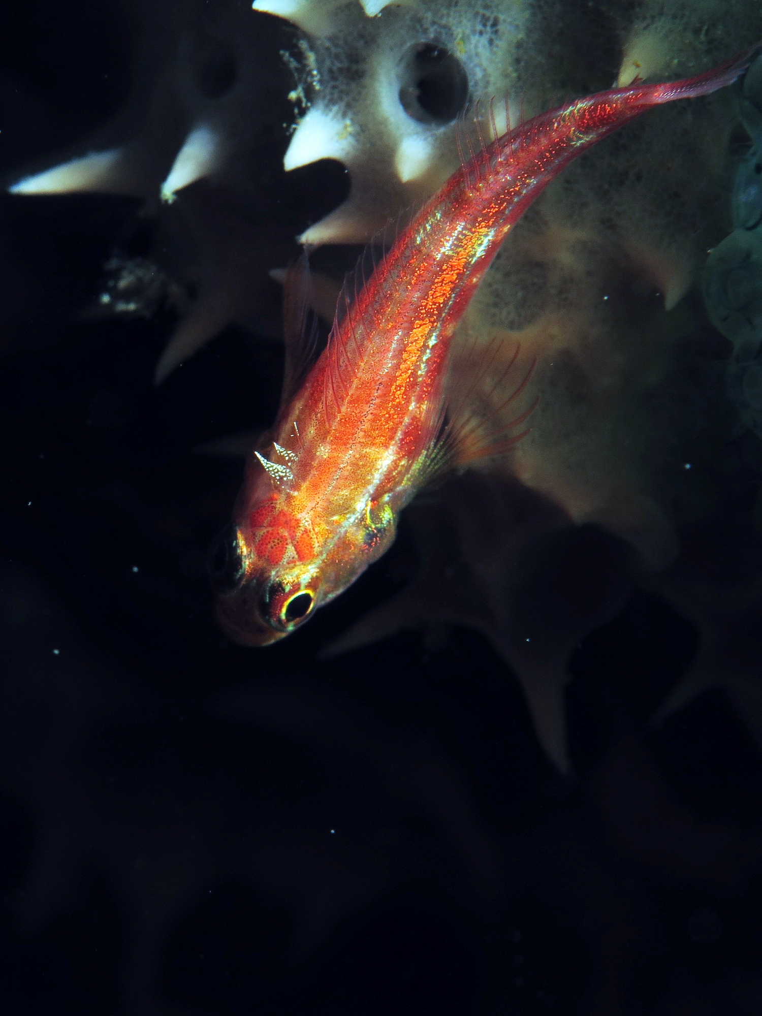 Helcogramma striata