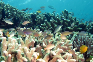 Pseudanthias huchtii, Pomacentrus moluccensis, Acropora