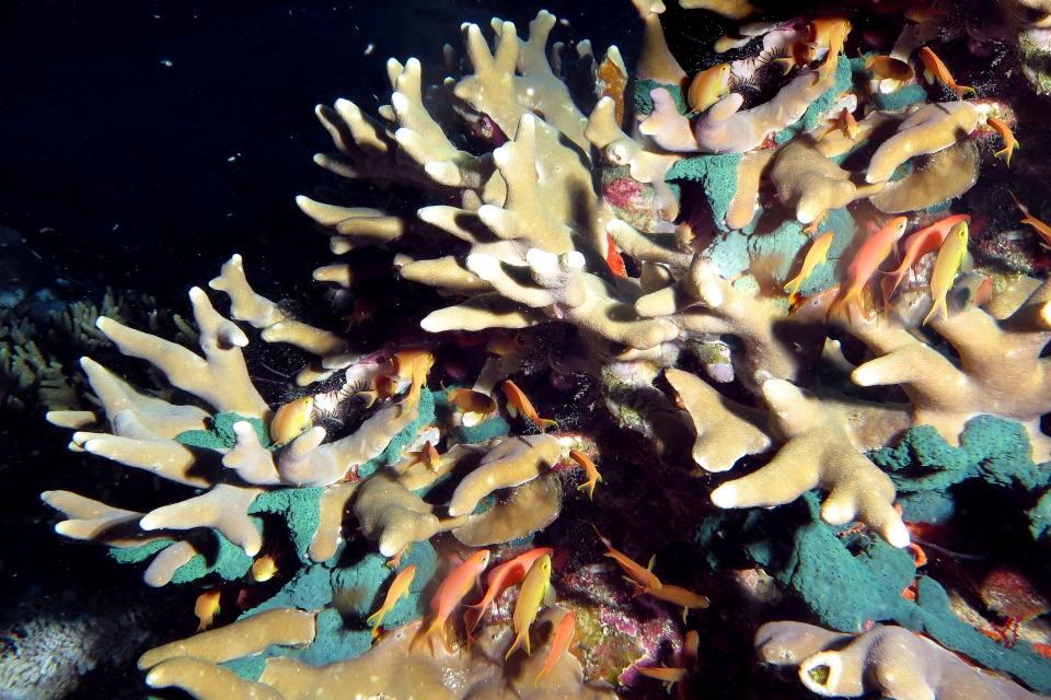 Pseudanthias huchtii, Millepora dichotoma, Eponge