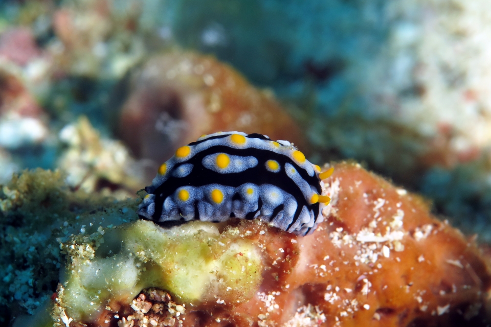 Phyllidia varicosa, Crevette