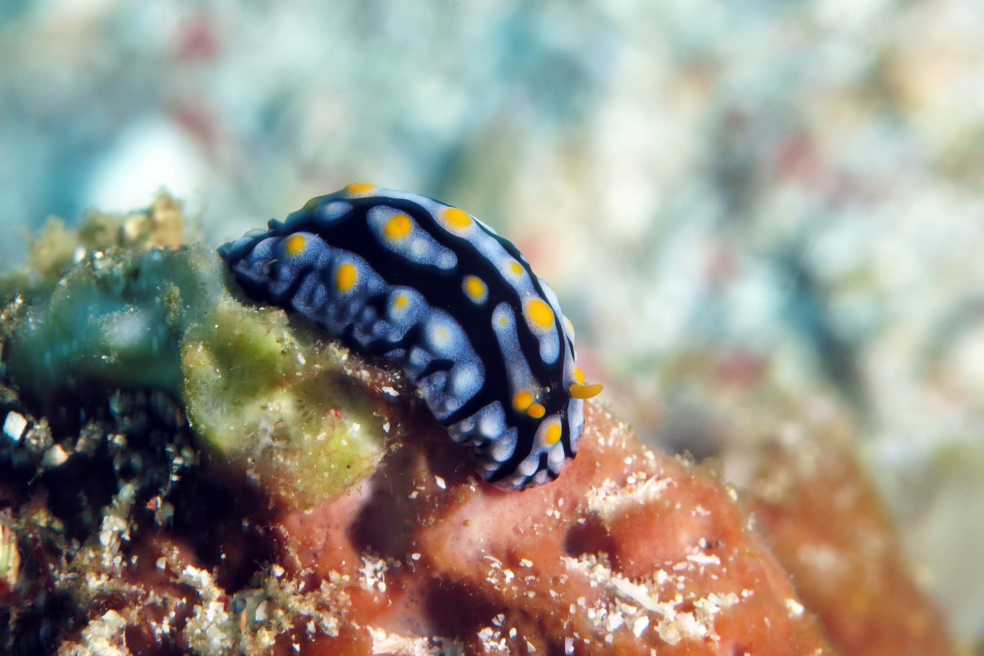 Phyllidia varicosa, Crevette