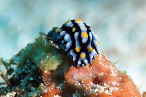 Phyllidia varicosa