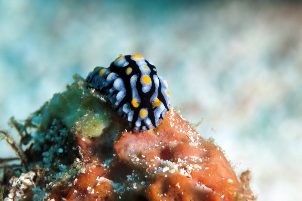 Phyllidia varicosa