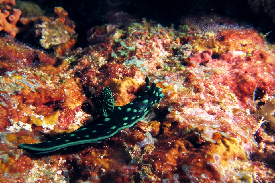 Nembrotha cristata