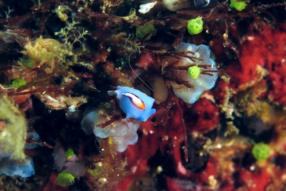Pseudoceros bifurcus