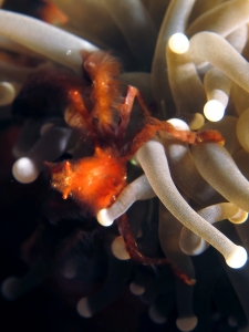 Achaeus japonicus