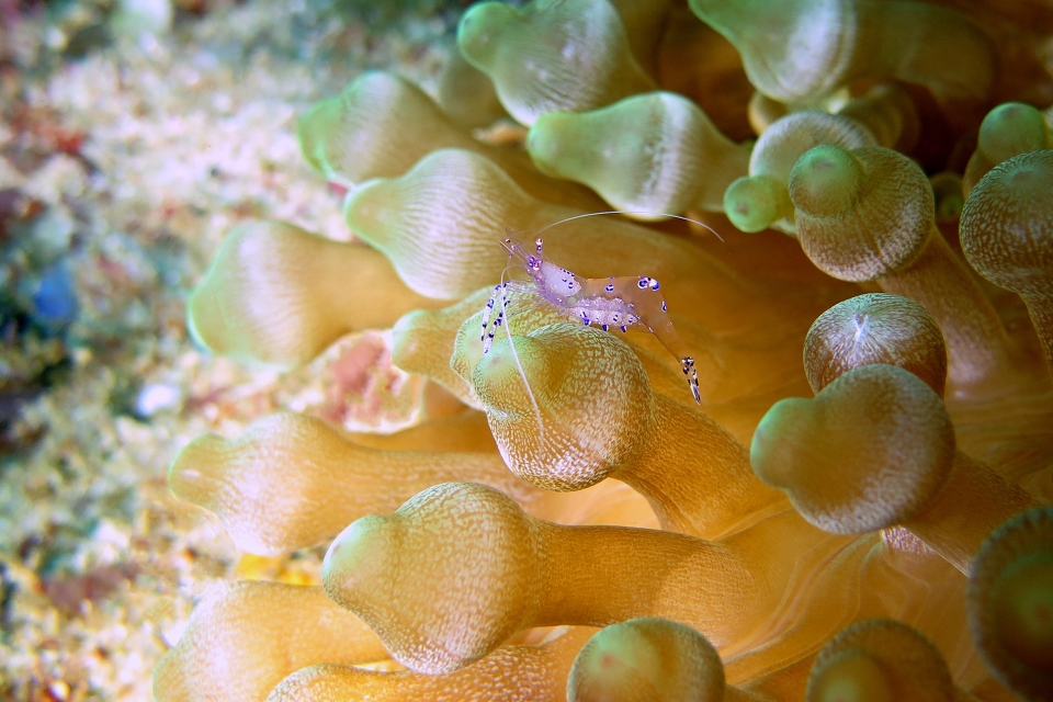 Ancylomenes sarasvati, Entacmaea quadricolor