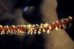 Pontonides unciger, Cirrhipathes cf. Cirrhipathes anguina