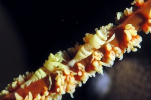 Pontonides unciger, Cirrhipathes cf. Cirrhipathes anguina