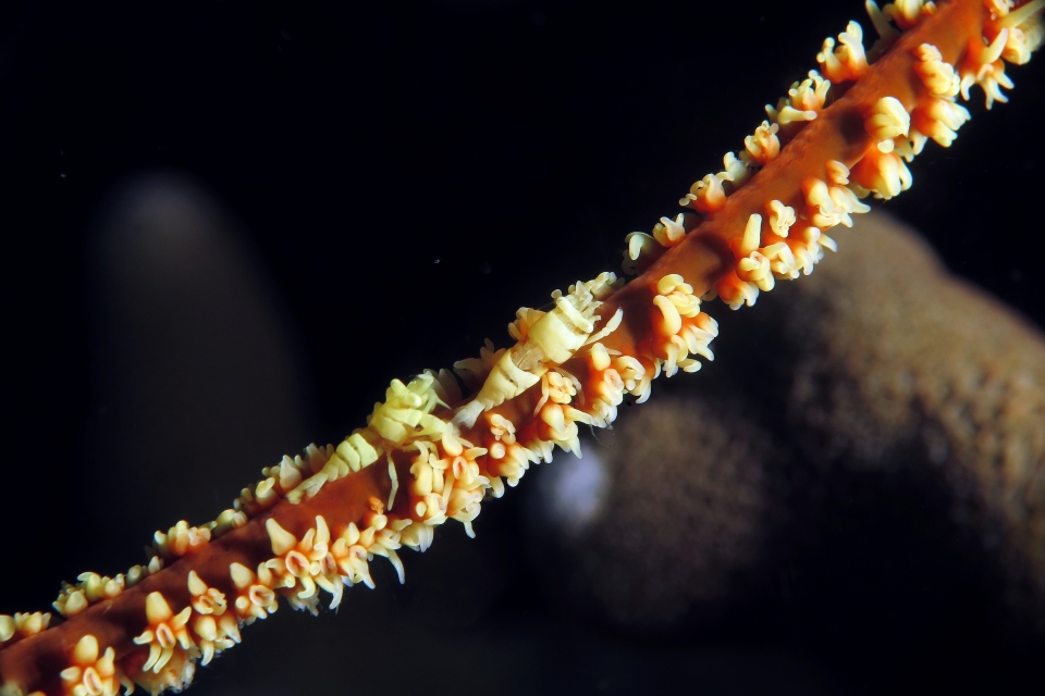 Pontonides unciger, Cirrhipathes cf. Cirrhipathes anguina