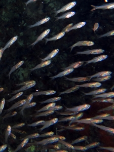 Genre d'Apogon cf. Rhabdamia gracilis