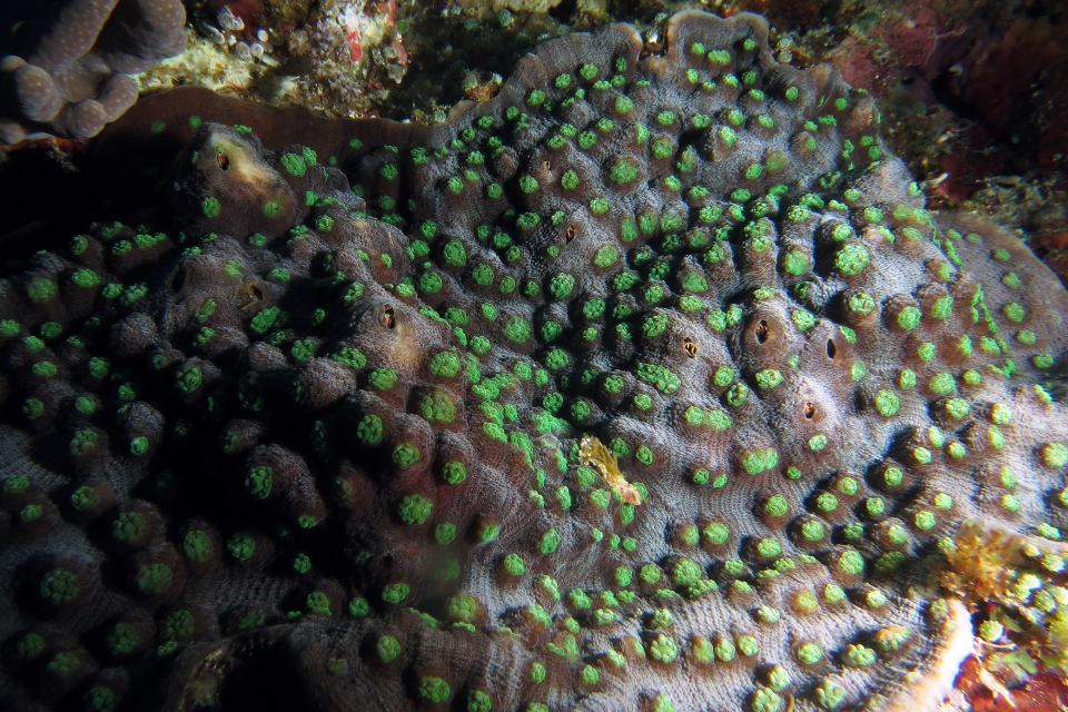 Corail du genre Echinophyllia cf. Echinophyllia aspera