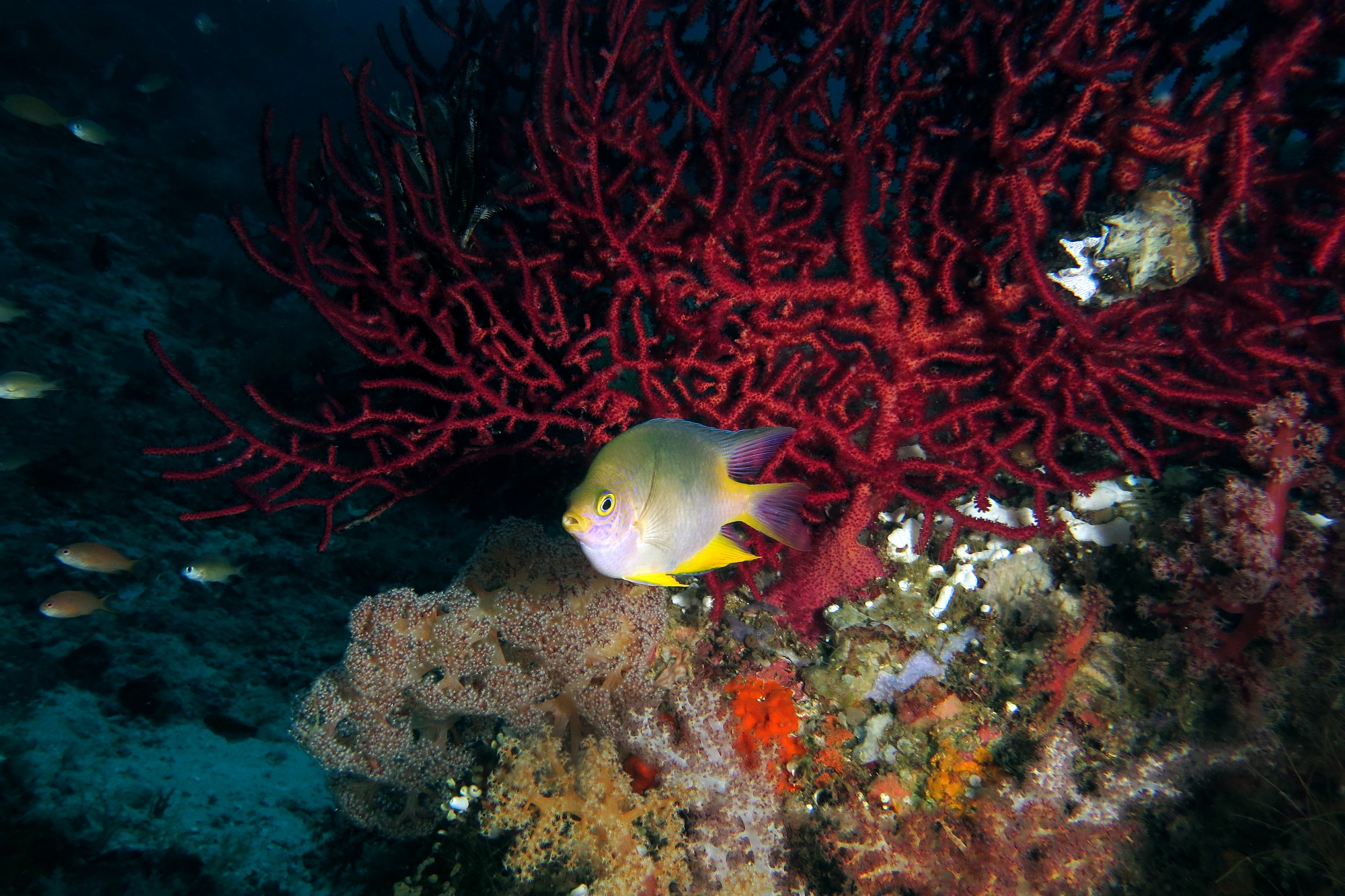 Amblyglyphidodon aureus