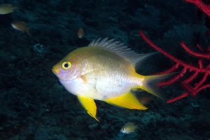 Amblyglyphidodon aureus