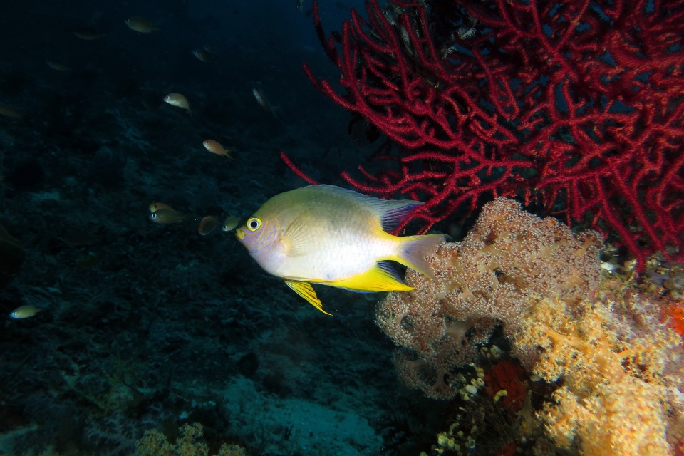 Amblyglyphidodon aureus