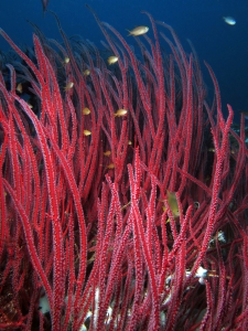 Ellisella ceratophyta, Pseudanthias huchtii,  Amblyglyphidodon aureus
