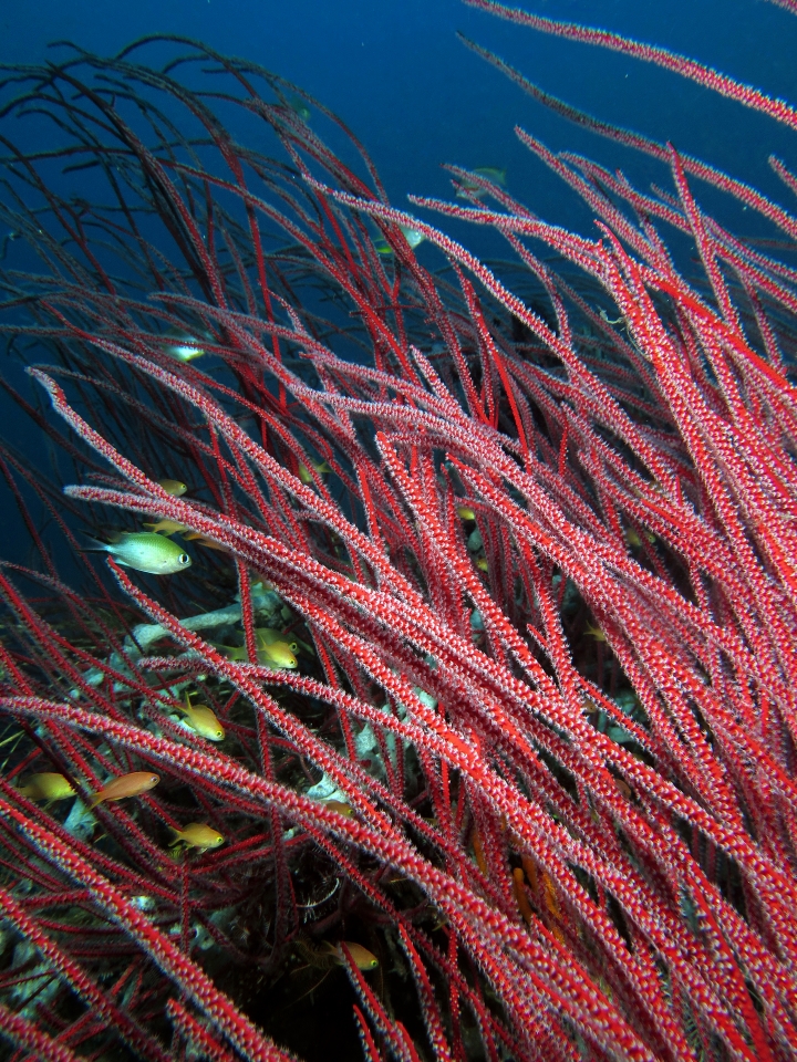 Ellisella ceratophyta, Chromis scotochiloptera, Pseudanthias huchtii