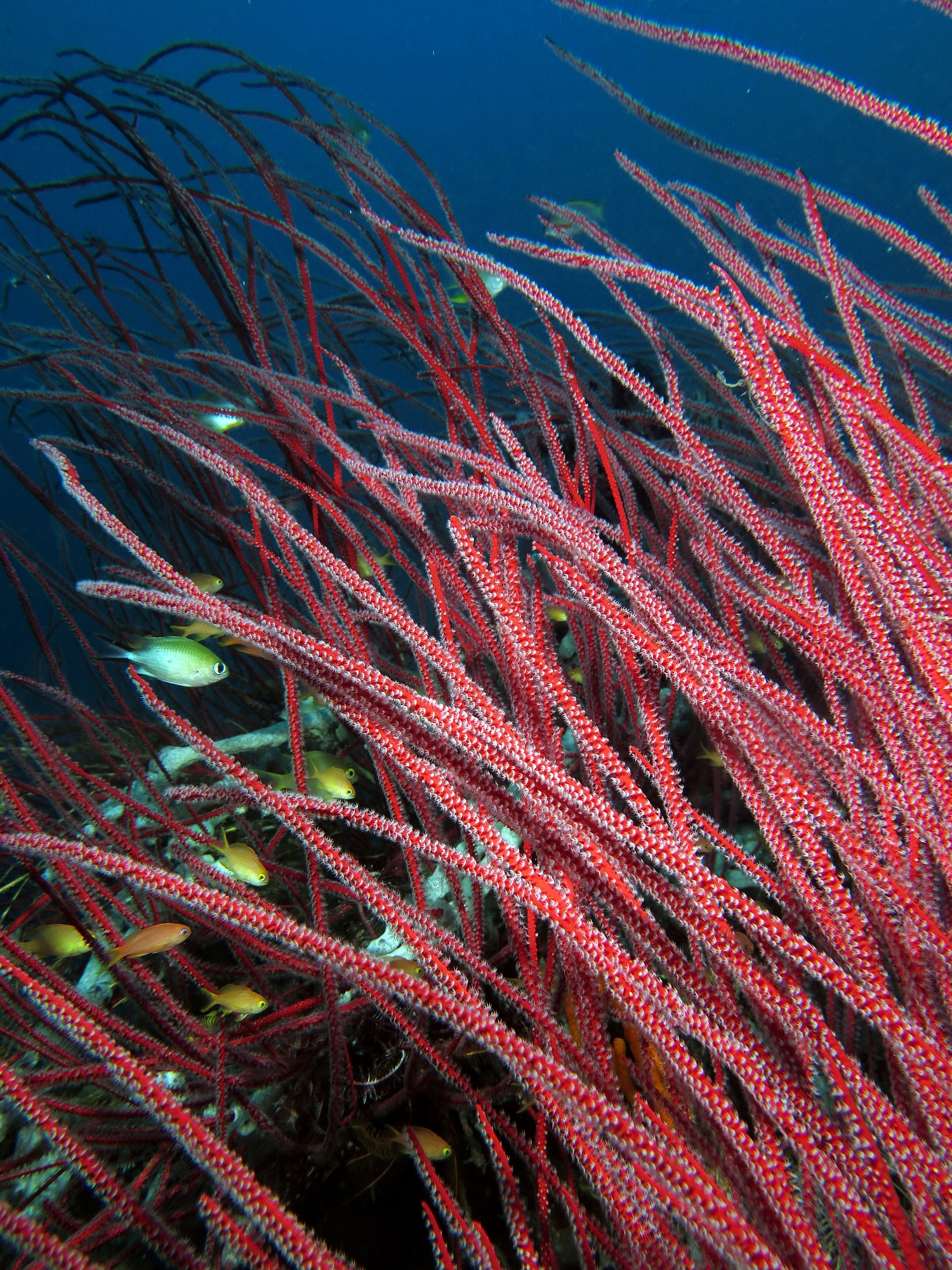 Ellisella ceratophyta, Chromis scotochiloptera, Pseudanthias huchtii