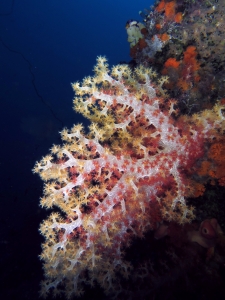 Dendronephthya sp.