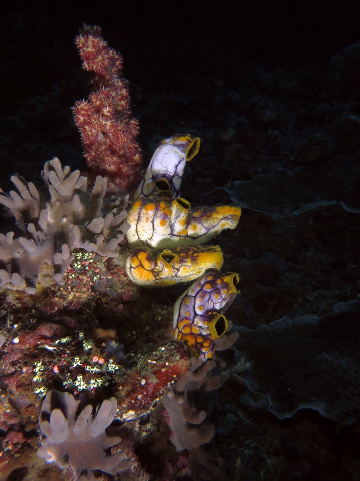 Polycarpa aurata