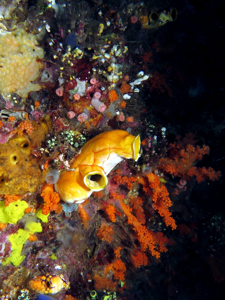 Polycarpa aurata