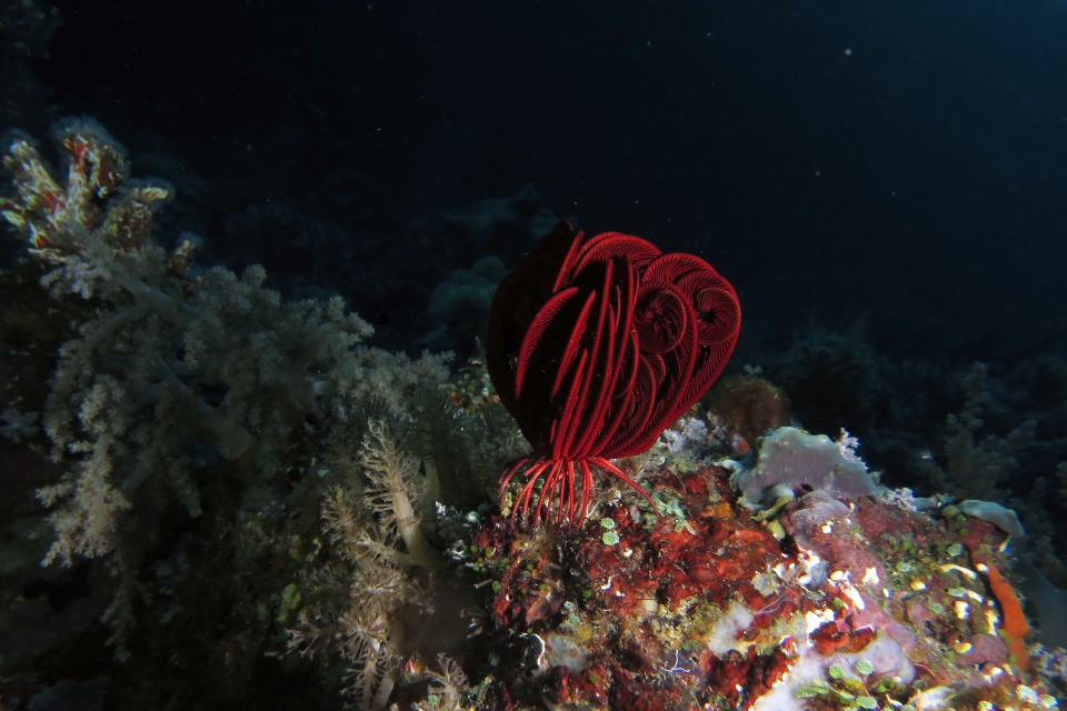 Comatule cf. Himerometra robustipinna