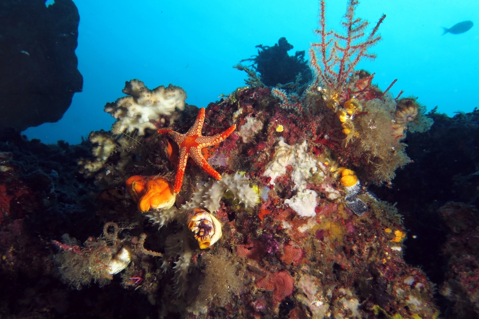 Etoile de mer du genre Fromia cf. Fromia monilis