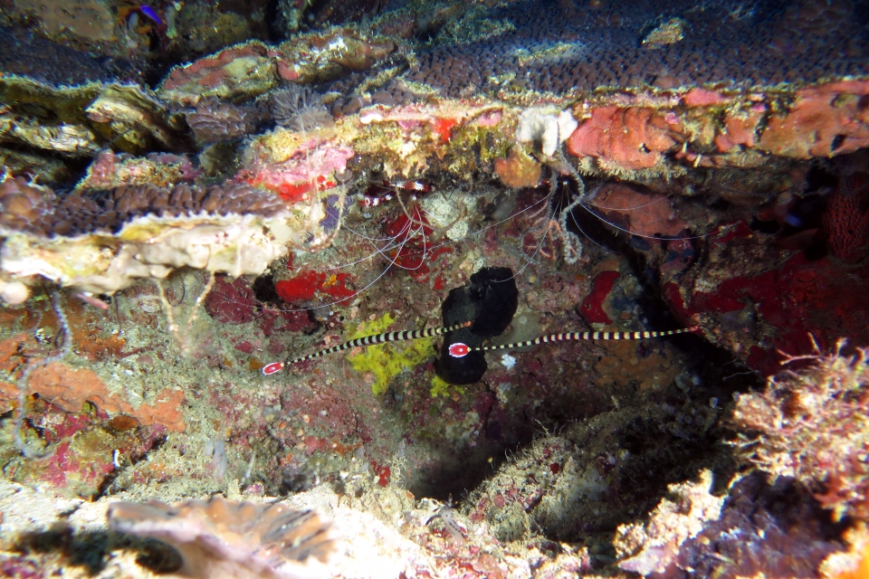 Doryrhamphus dactyliophorus, Stenopus hispidus