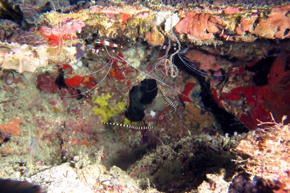 Doryrhamphus dactyliophorus, Stenopus hispidus