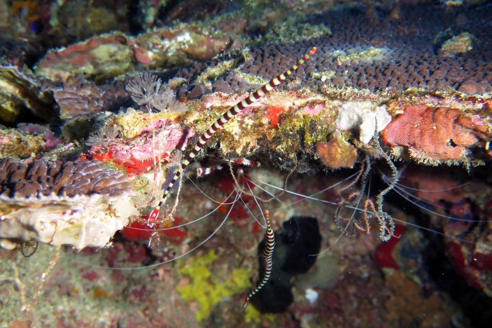 Doryrhamphus dactyliophorus, Stenopus hispidus