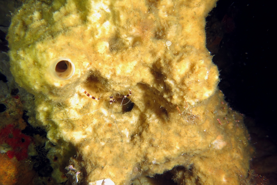 Stenopus hispidus, Eponge
