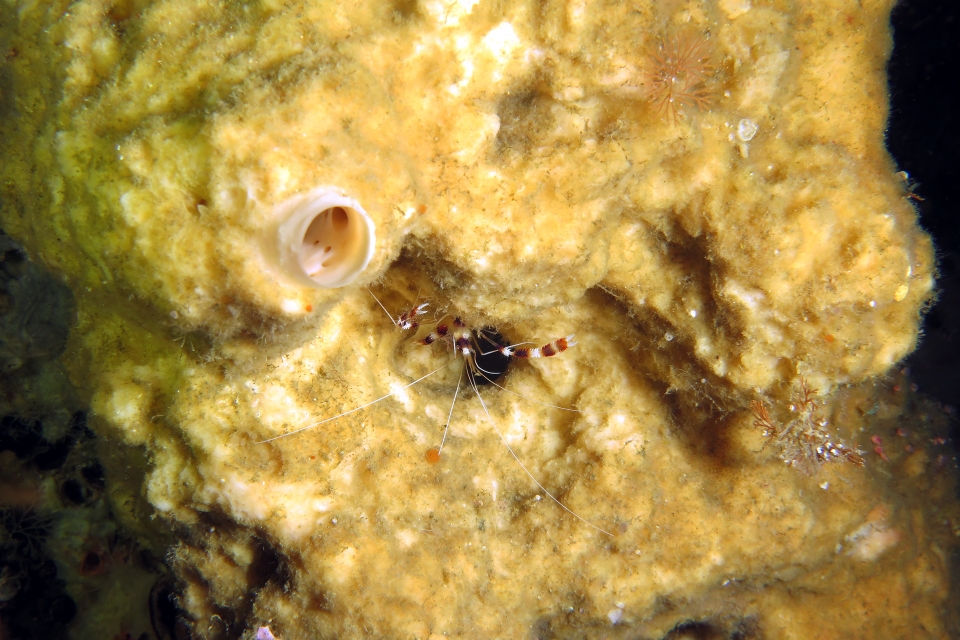 Stenopus hispidus, Eponge