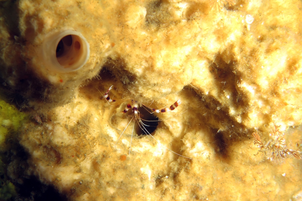Stenopus hispidus, Eponge