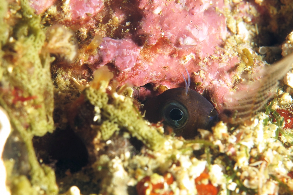 Blennie du genre Ecsenius cf. Ecsenius bicolor