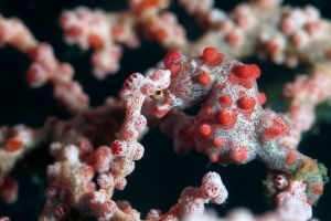 Hippocampus bargibanti, Gorgone du genre Muricella cf Muricella plectana