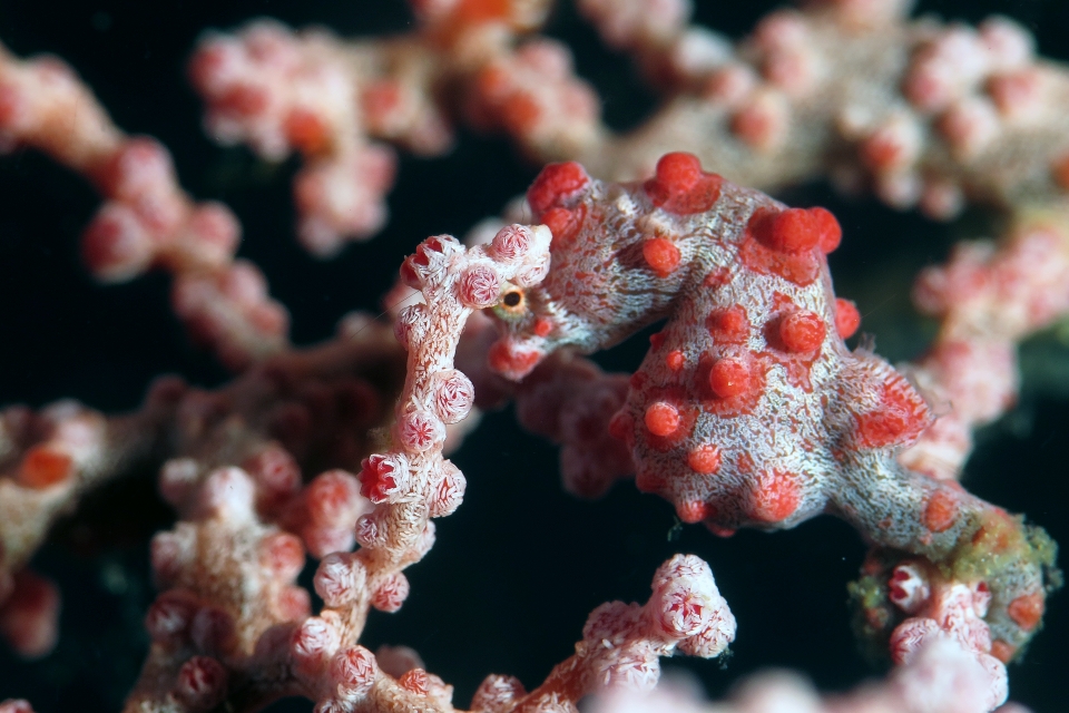 Hippocampus bargibanti, Gorgone du genre Muricella cf Muricella plectana