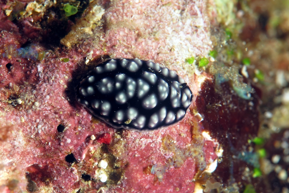 Phyllidiella pustulosa ou Phylliodiopsis burni