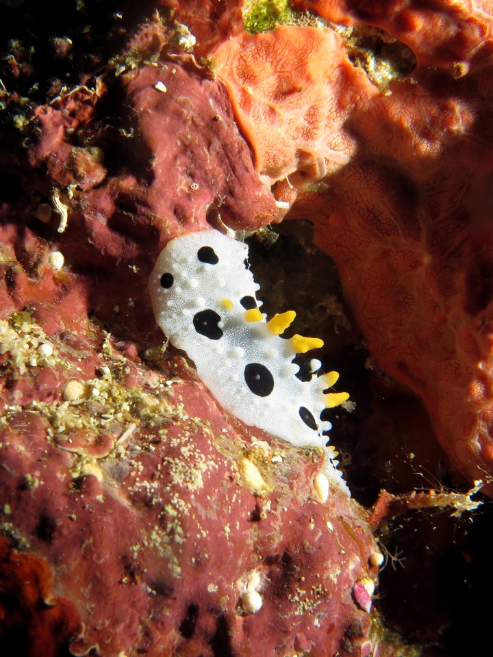 Nudibranche du genre Phyllidia cf. Phyllidia babai