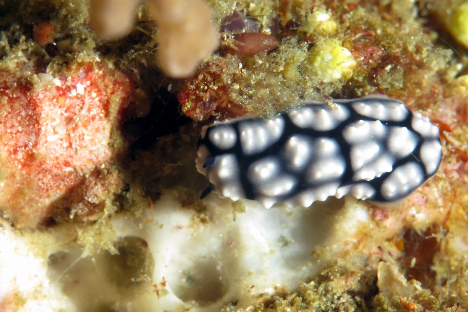 Phyllidiella pustulosa