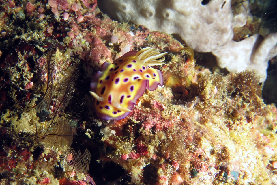Goniobranchus kuniei