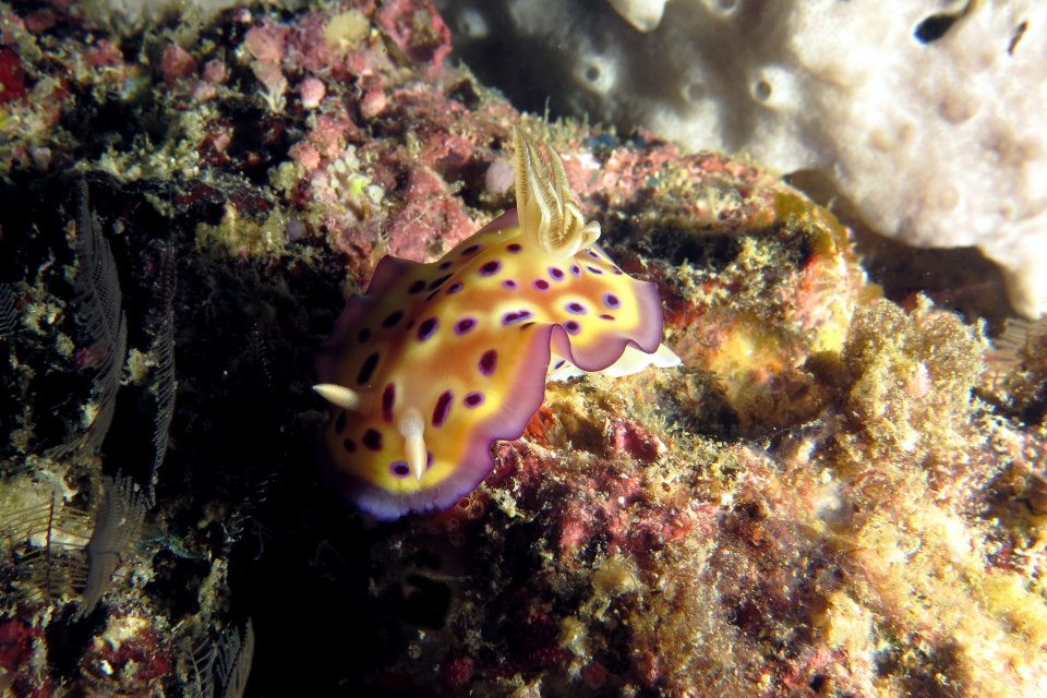 Goniobranchus kuniei