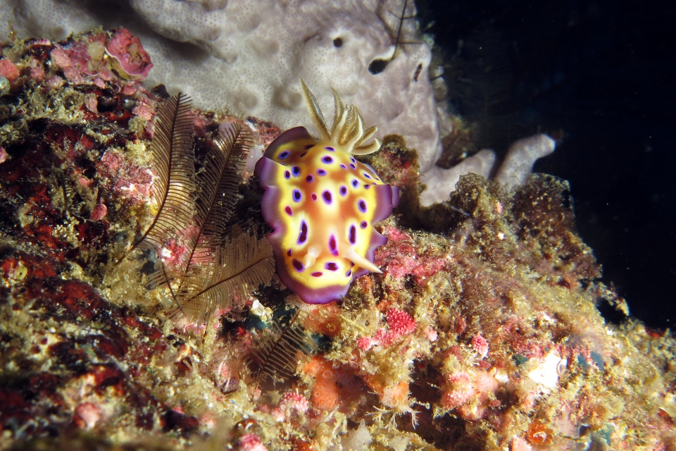 Goniobranchus kuniei