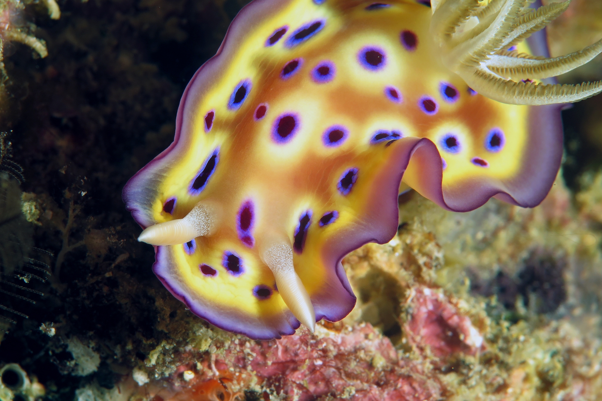 Goniobranchus kuniei