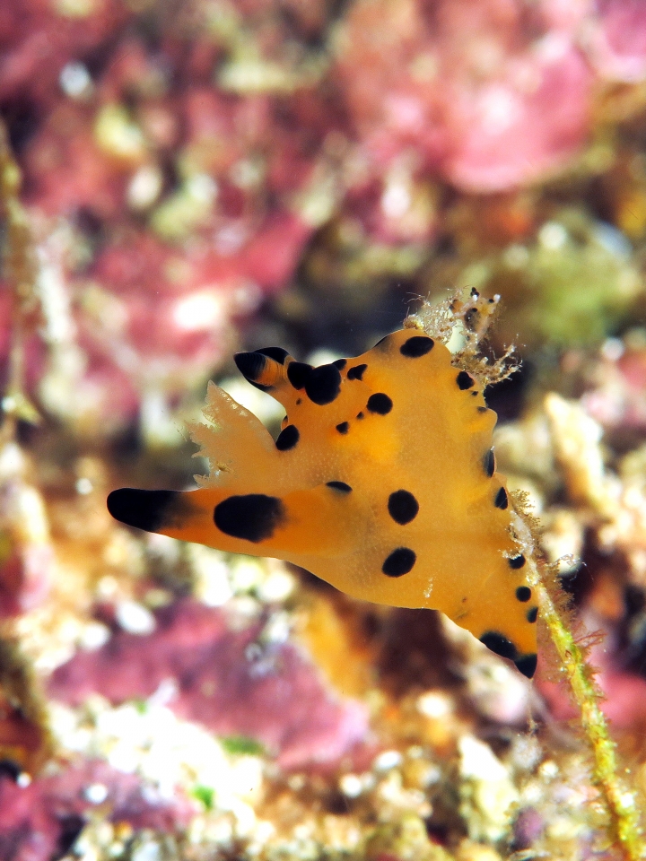 Nudibranche du genre Thecacera cf. Thecacera vittata