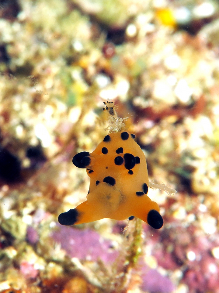 Nudibranche du genre Thecacera cf. Thecacera vittata