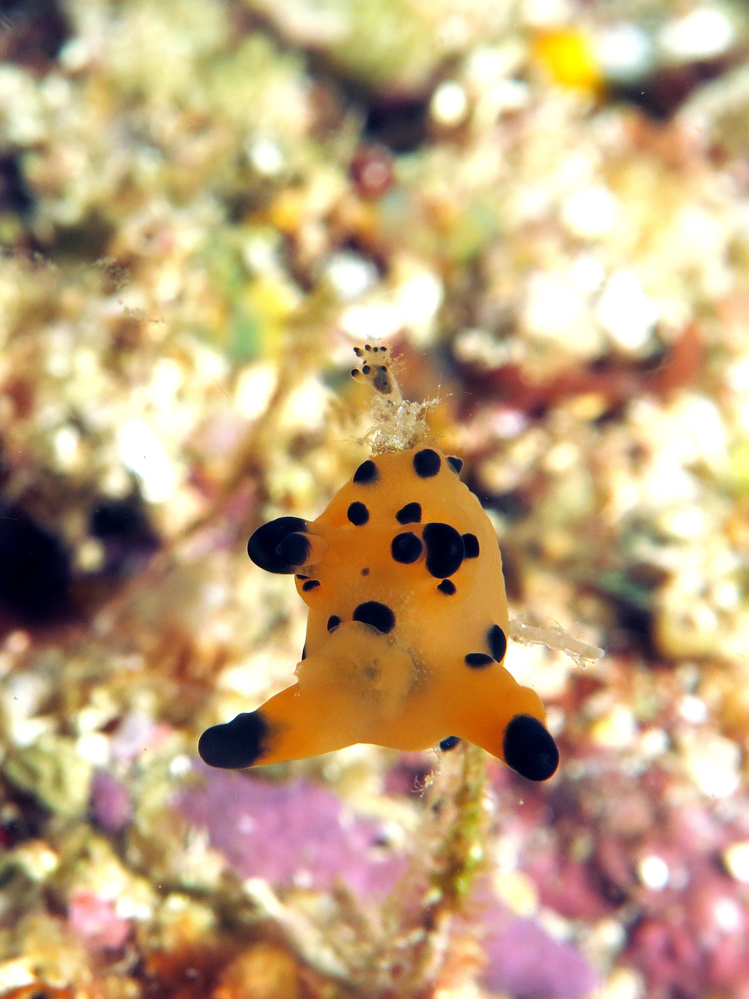 Nudibranche du genre Thecacera cf. Thecacera vittata